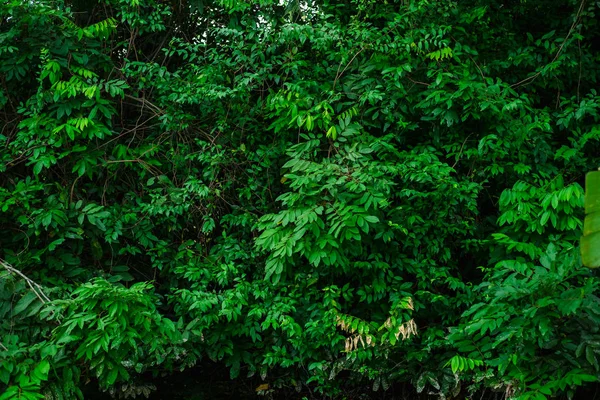 Green leaf of tree in forest morning. image for nature,backgroun — Stock Photo, Image