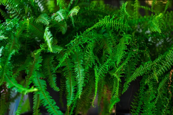 Samambaia verde com uma luz solar de manhã na floresta. imagem para natur — Fotografia de Stock