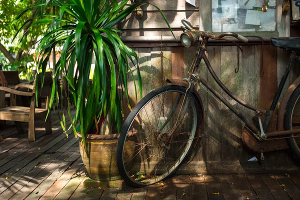 retro bicycle parked on wooden ground has tree in vase placed be