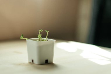 Önden Görünüm. güneş ışığı ile ahşap tablel yerleştirilen vazo bitki 