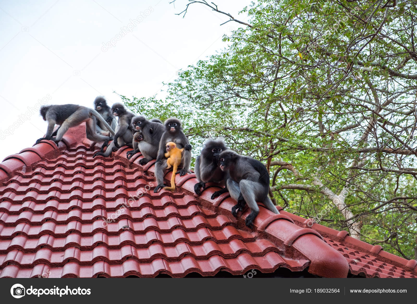 Wildlife Background With Monkeys And Baby Monkey On Roof Top Im Stock Photo Image By C Nutnaree49