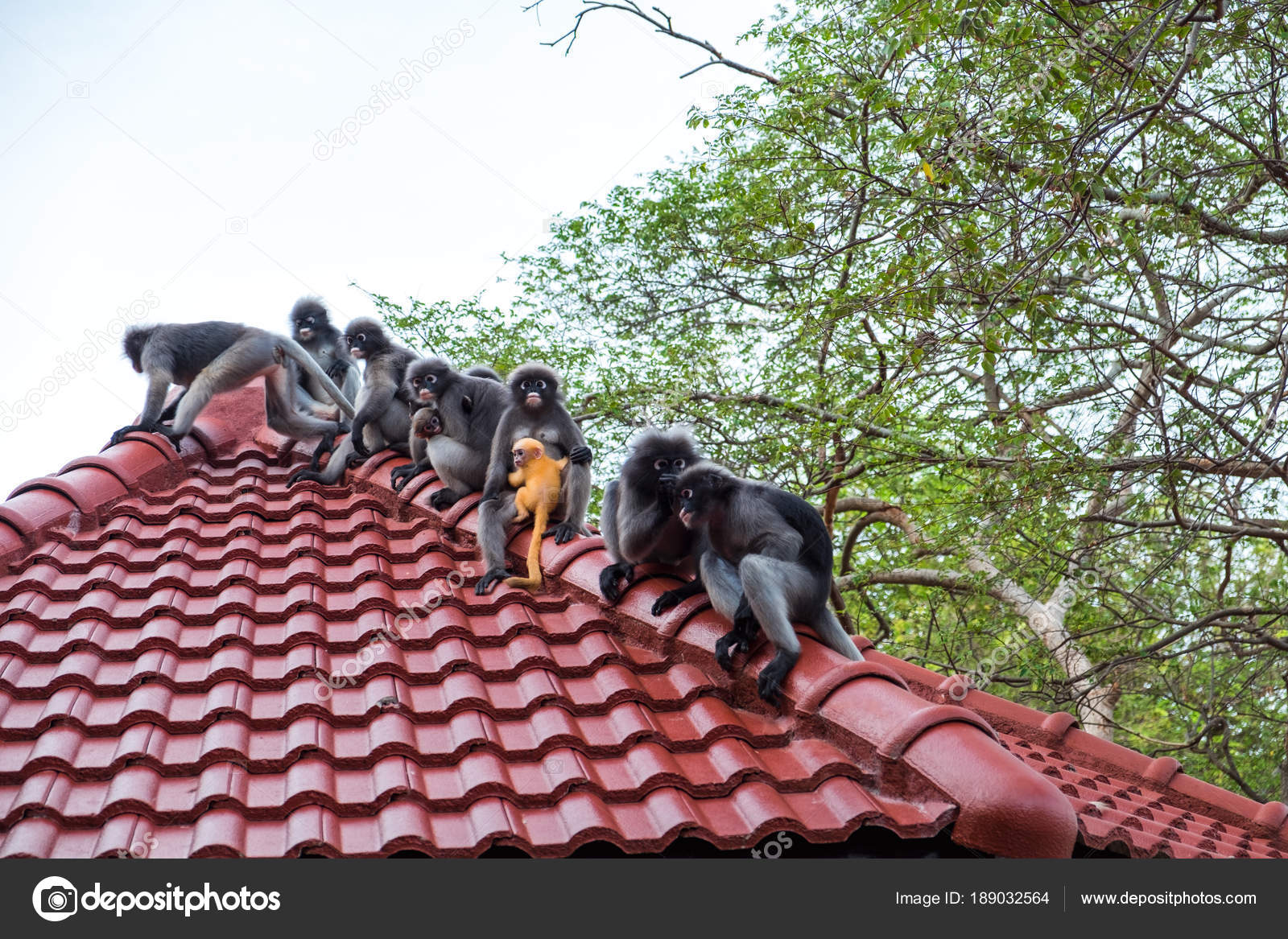 Wildlife Background With Monkeys And Baby Monkey On Roof Top Im Stock Photo Image By C Nutnaree49 Wildlife Background With Monkeys And Baby Monkey On Roof Top Im Stock Photo Image By C Nutnaree49
