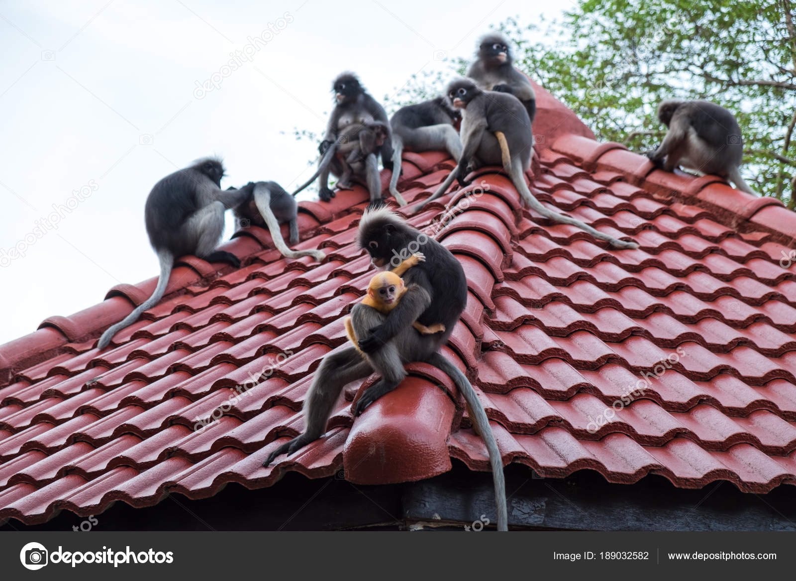 Wildlife Background With Monkeys And Baby Monkey On Roof Top Im Stock Photo Image By C Nutnaree49