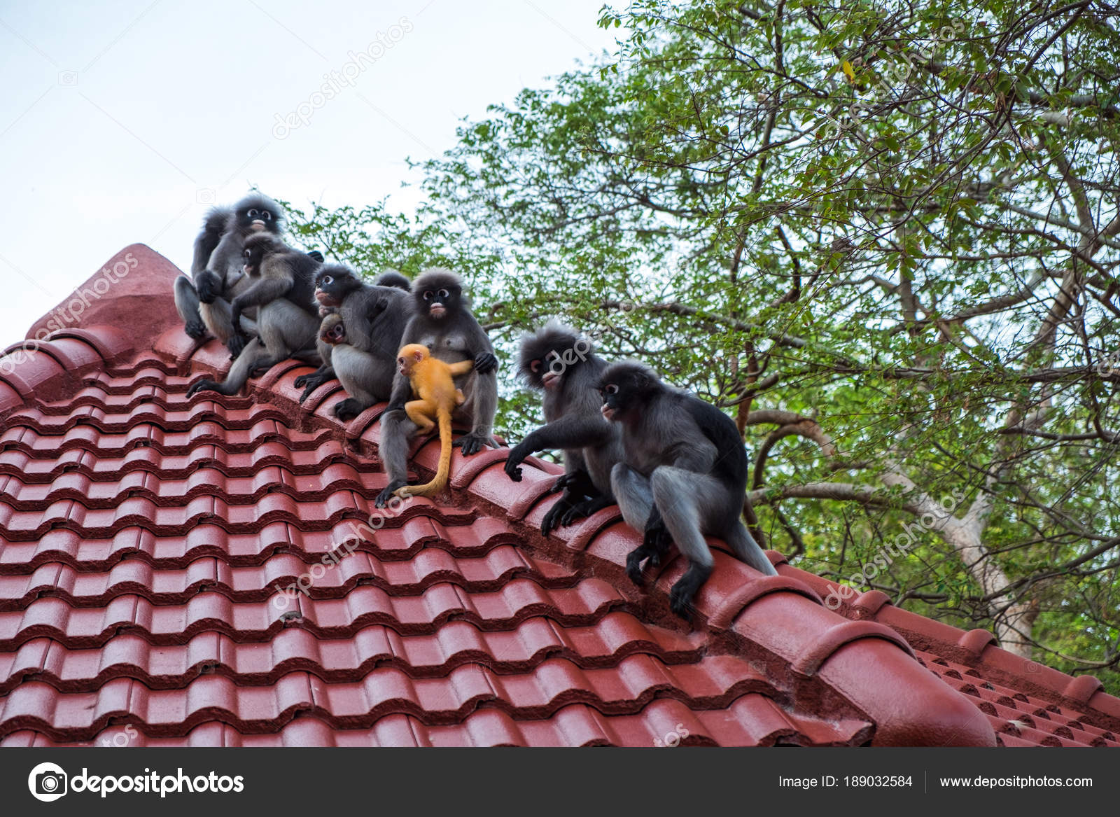 Wildlife Background With Monkeys And Baby Monkey On Roof Top Im Stock Photo Image By C Nutnaree49 Wildlife Background With Monkeys And Baby Monkey On Roof Top Im Stock Photo Image By C Nutnaree49