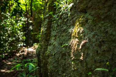 tatlı güzel yeşil bitkiler ile orman içinde kaya üzerinde büyüyen bir 