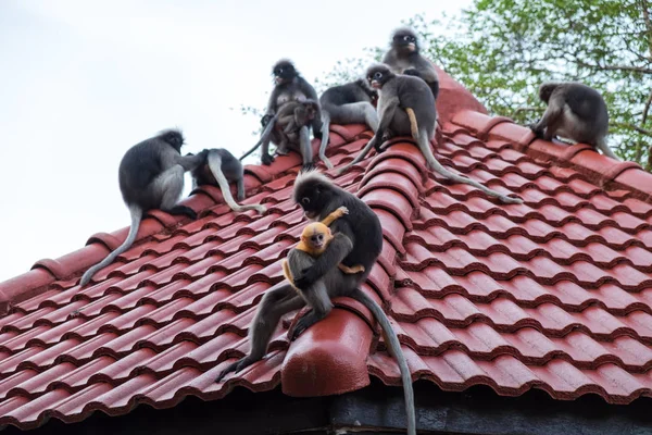 wildlife background with monkeys and baby monkey on roof top. im