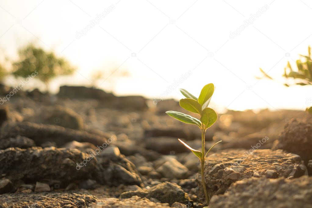 nature background closeup small plants with stone, sunshine and 
