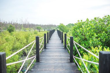 arka plan seyahat ile ormandaki güzel doğa ahşap köprü 