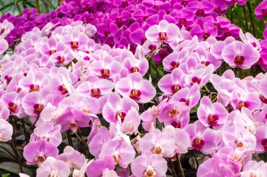 kutlama Sevgililer günü arka plan güzel orkide çiçek