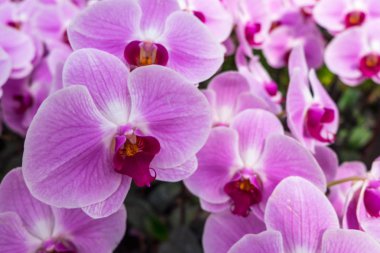 kutlama Sevgililer günü arka plan güzel orkide çiçek