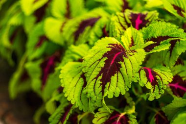 doğa güzel yeşil doğa yaprak kopya alanı ile arka plan. Ben