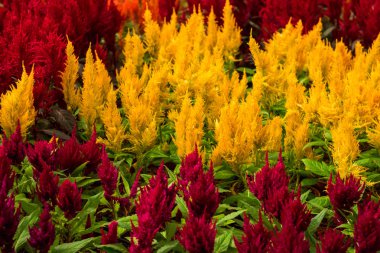 kutlama Sevgililer günü arka plan güzel renkli çiçekler 