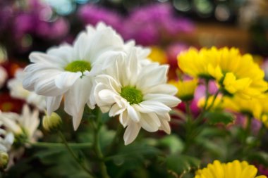 kutlama Sevgililer günü arka plan en iyi görünüm güzel renkli