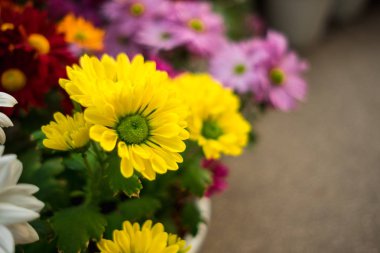 kutlama Sevgililer günü arka plan güzel renkli çiçekler 