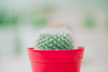 süs bitki arka plan closeup kaktüs kopya ile kırmızı cam aranjman