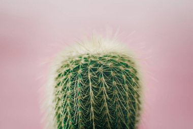 süs bitki arka plan closeup kaktüs pembe duvar ve co
