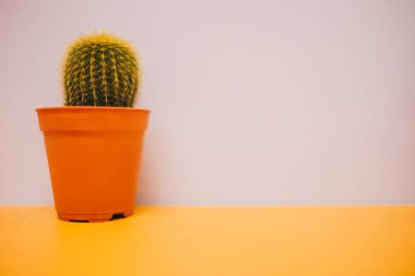 Önden Görünüm. Sarı tablo WIT Tarih yerleştirilen iç arka plan bitki