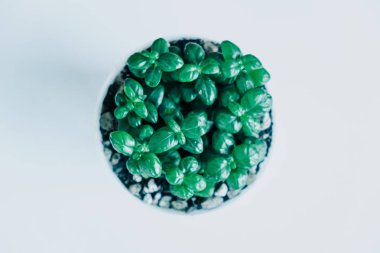 Üstten Görünüm. süs arka plan bitki tencerede ahşap masa WIT Tarih