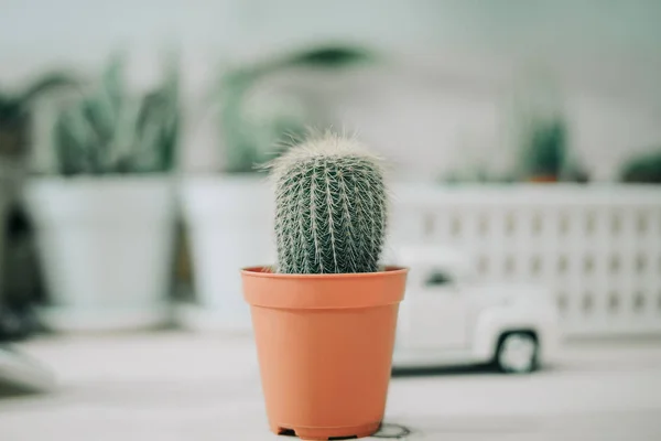 Ornamental plant background closeup cactus in brown vase with mo — Stock Photo, Image