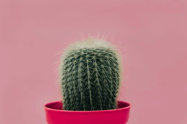 Ornamental plant background closeup cactus in pink vase with pin — Stock Photo, Image