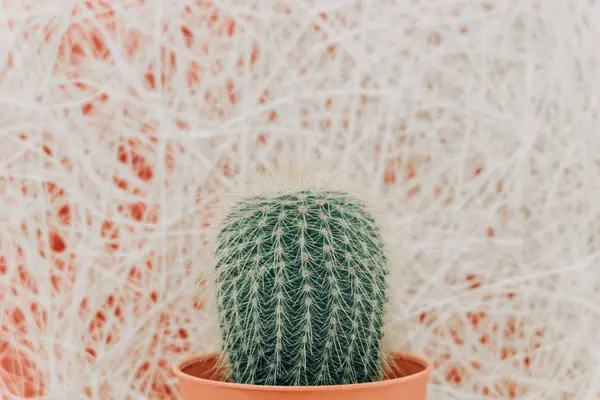 Ornamental plant background closeup cactus in brown vase with wh — Stock Photo, Image