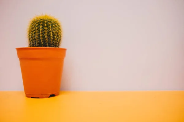 Front view. interior background plant placed on yellow table wit — Stock Photo, Image