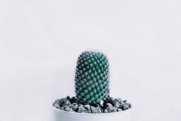 Front view. ornamental plant background closeup cactus in vase w — Stock Photo, Image