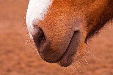 Surat'ın burnu detaylı yakın çekim. 