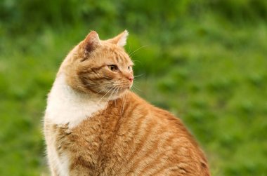 Zencefil şişman kedi