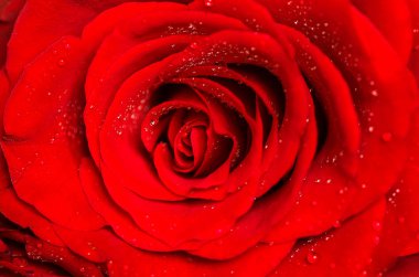 güzel kırmızı gül.