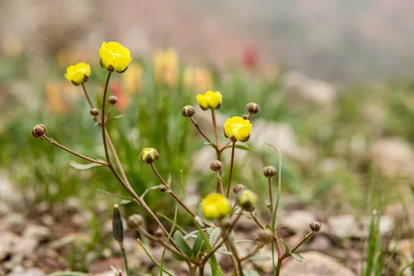 Petites fleurs jaunes — Photo