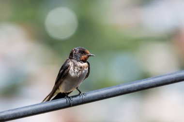Küçük kırlangıç bir boru renkli bir arka plan üzerinde oturur