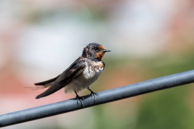 Küçük kırlangıç bir boru renkli bir arka plan üzerinde oturur
