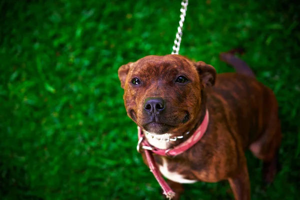 Een pup vraagt naar liefde — Stockfoto