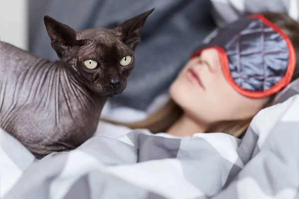 Крупным планом кошка-сфинкс охраняет молодую спящую женщину в своей постели в сером и белом льняном одеяле. Сосредоточься на кошке. Концепция дома, уюта, отдыха . — стоковое фото