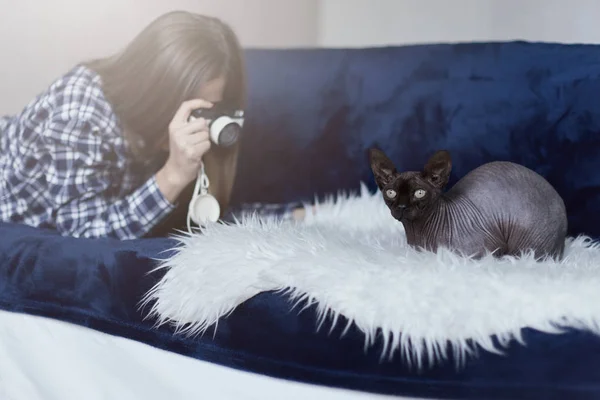 Wit en blauw gekleurde afbeelding. Portret van sphinx grijze kat die zich voordeed op de witte Bank deken verheugen. Jonge vrouw maakt foto van haar Oosterse huisdier achter. Mens en dier concept. — Stockfoto