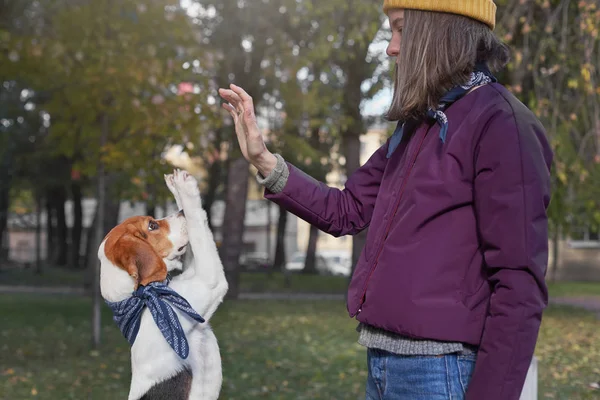 Mulher branca nova no chapéu amarelo dá cinco ao cachorro beagle que levanta-se. Tiro ao ar livre de senhora e animal de estimação desfrutando de bom clima de outono. Emoções humanas positivas, expressão facial, conceito de sentimentos . — Fotografia de Stock