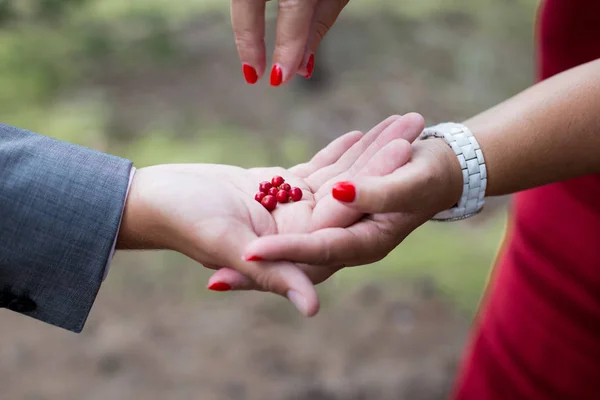Close up outdoor shot of woman\'s and man\'s hands holding wild red berries fruit. Selective focus with shallow depth and blur green background. Mother with red nails gives her son fresh cranberries.