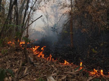 Doğa tarafından kasıtlı olarak toplamak için insan yakma otantik atış daha kolay Kuzey Tayland, Pai mantar. Kuru kış sezonu Chiangmai bölgesinde yerel yangınlar ünlüdür.
