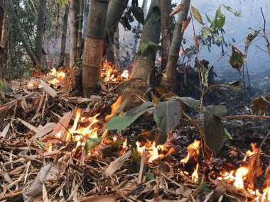 Doğa tarafından kasıtlı olarak toplamak için insan yakma otantik atış daha kolay Kuzey Tayland, Pai mantar. Kuru kış sezonu Chiangmai bölgesinde yerel yangınlar ünlüdür.