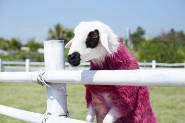 En iyi hayvan çit görünümlü iki bacağı otantik benzersiz yakın çekim portre ileri yemek için bekliyor. Muhteşem beyaz koyun geri boyalı kırmızı renk ile ziyaretçi ile iletişim kurar. .