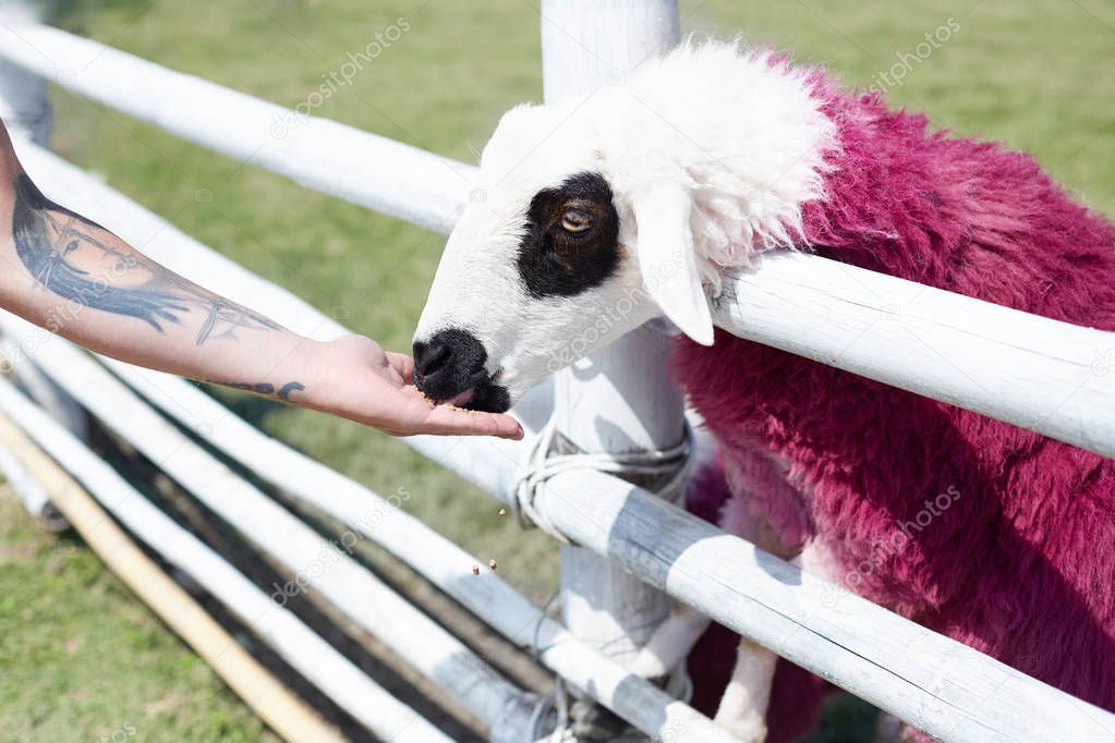 Communication, relations and feelings between human and animal. Brutal rock star male with beautiful tattoo on arm feeds authentic pink and white sheep with black spots on face. Romantic picture.