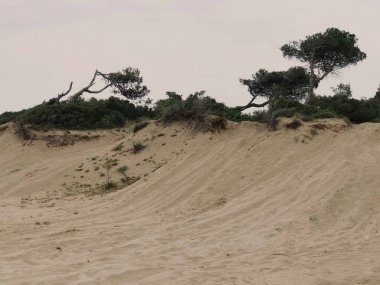 Panoramik ısmarlayarak tepeleri ve bulutlu yaz günü ormanda. Doğa ve çevre kavramı. Turizm ve seyahat. Güzel atış yeni yerler keşfetmek modern akıllı telefon alınan.