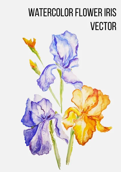 Vektor virág "írisz" — Stock Vector