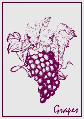 Boyalı üzüm şube