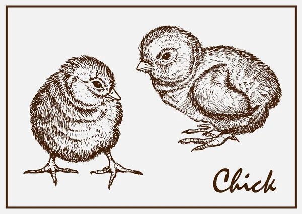 Δύο ζωγραφισμένα κοτόπουλο — Διανυσματικό Αρχείο