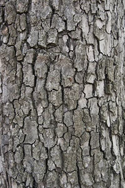 Old Oak Bark Tekstur  Tanpa Air  Stok Foto 