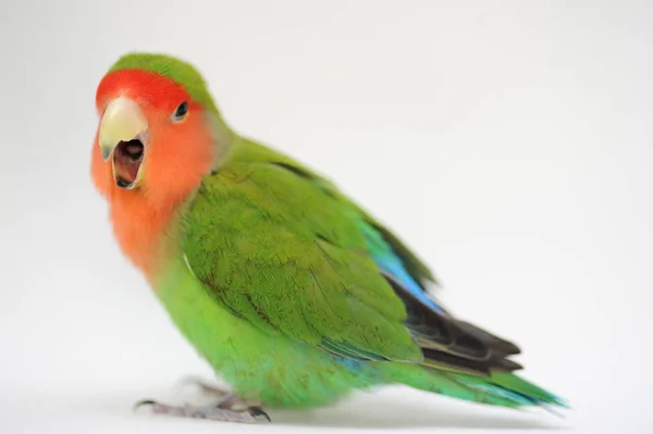 Liebe Vogel grün und rot — Stockfoto