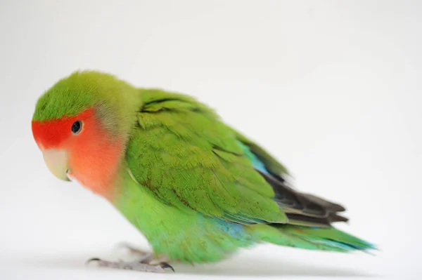 Love bird groen en rood — Stockfoto