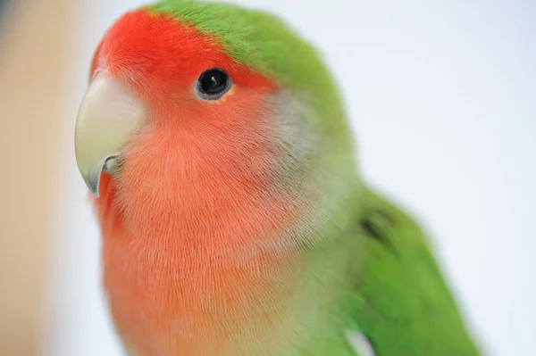 Aşk kuşu yeşil ve kırmızı — Stok fotoğraf